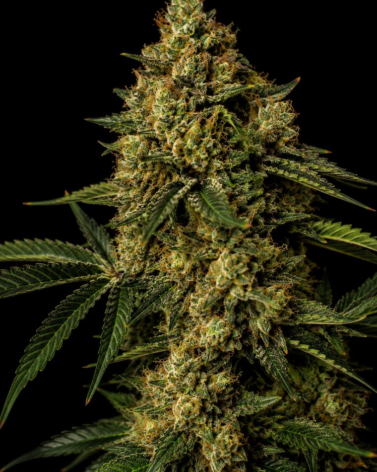 VIP Haze