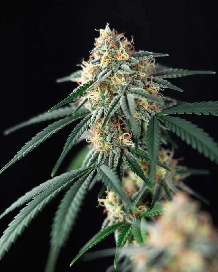 Medical VIP