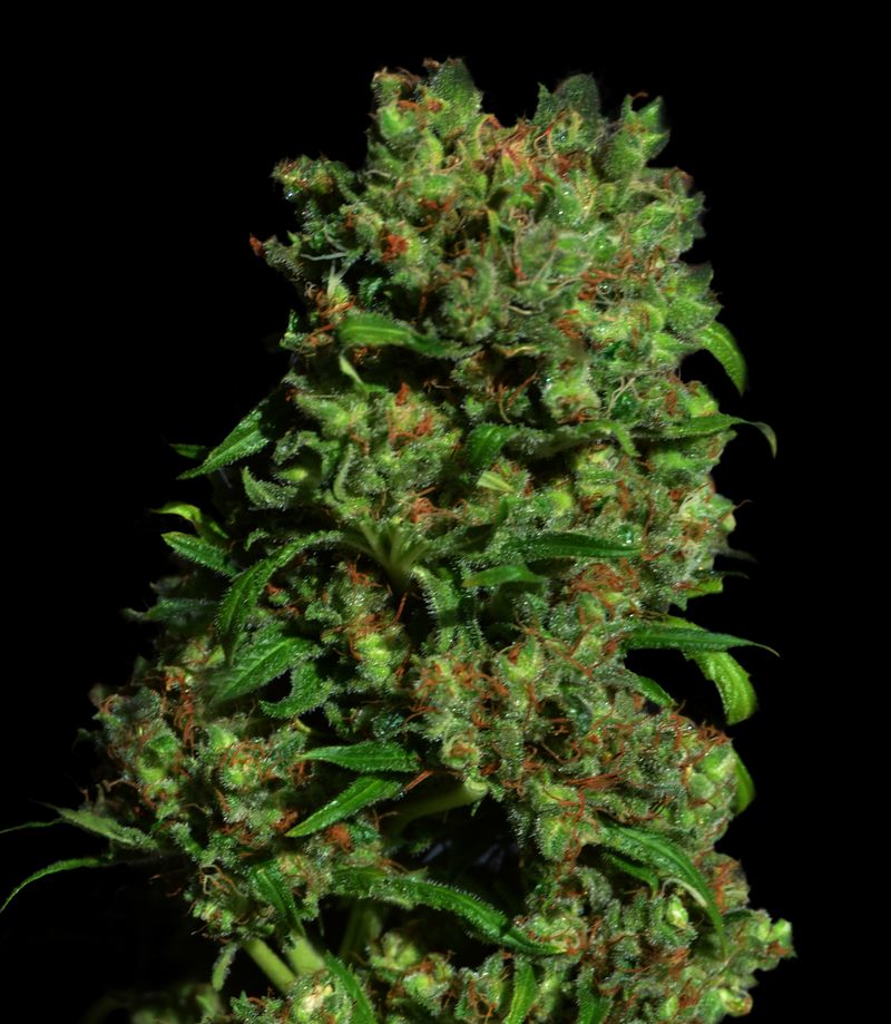 Critical VIP