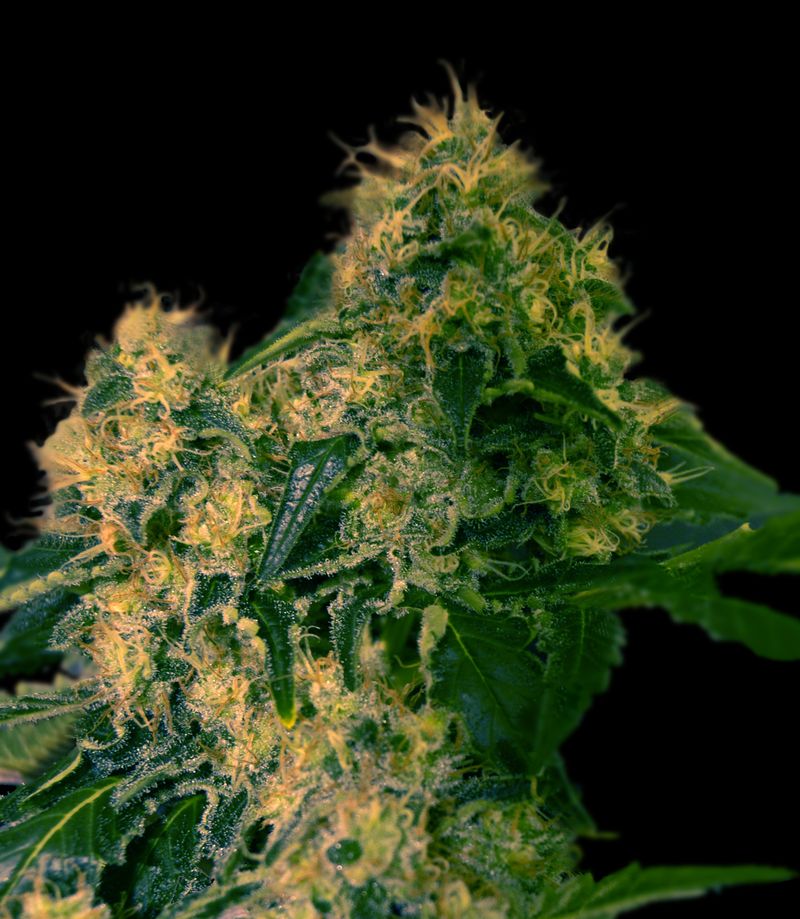 Torpedo