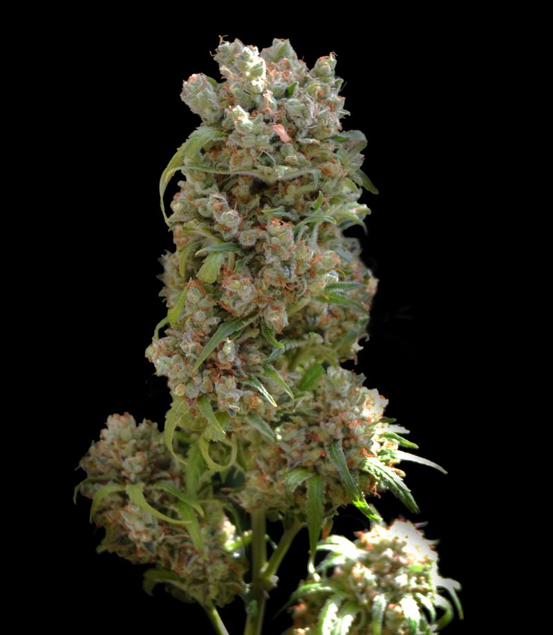 White Spanish