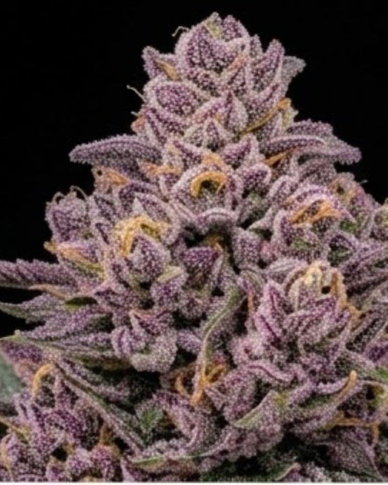 Indian Kush