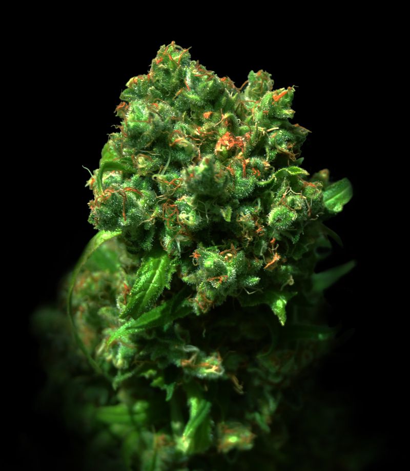 Peace (Antigua Cheese)