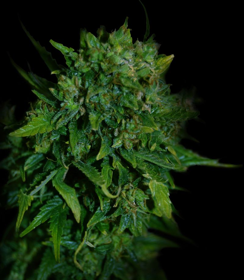 VIP Auto