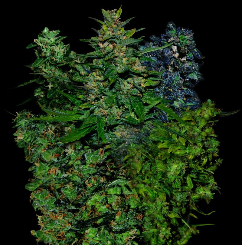 VIP Mix Auto