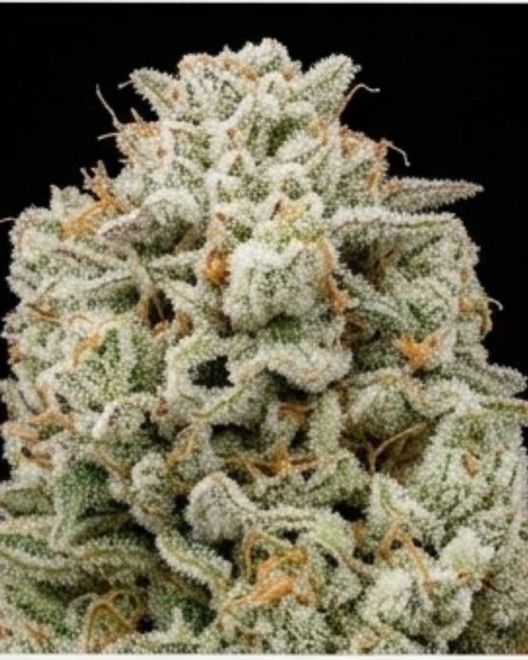 Gorilla Glue