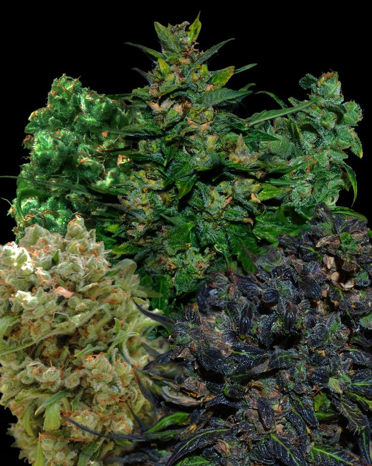 VIP Mix Reg
