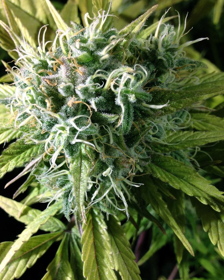 VIP CBD